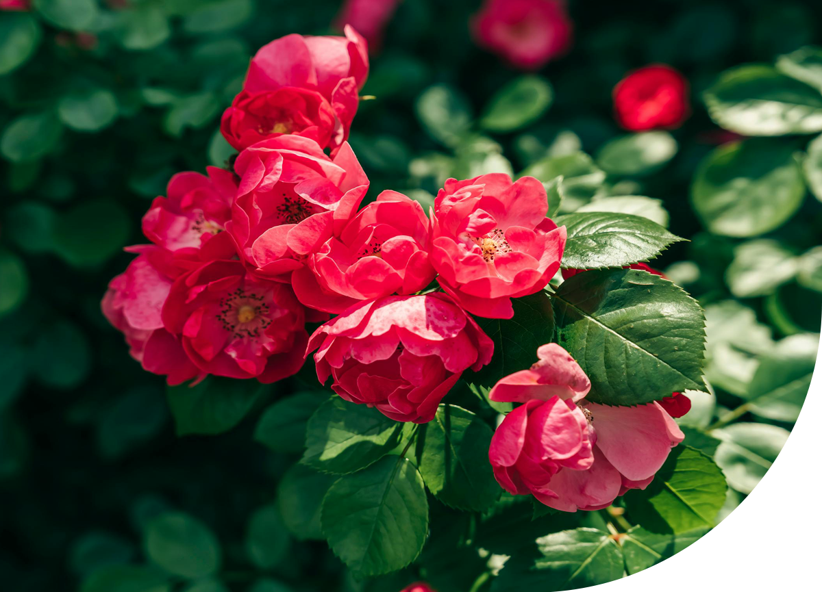 Custom Fragrance Development - SFP Sons India