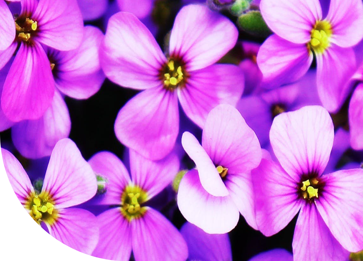 sfpsons-manufacturing-infrastucture