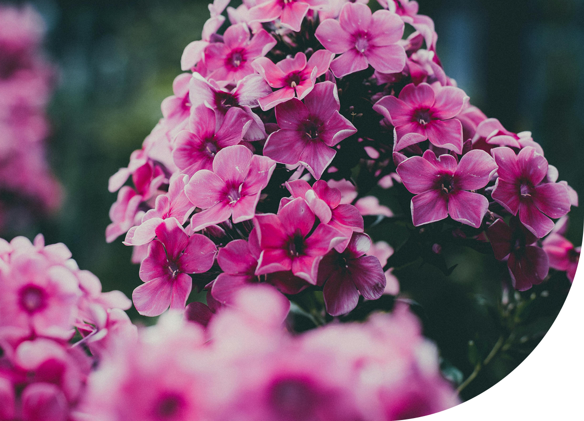 About - SFP Sons India