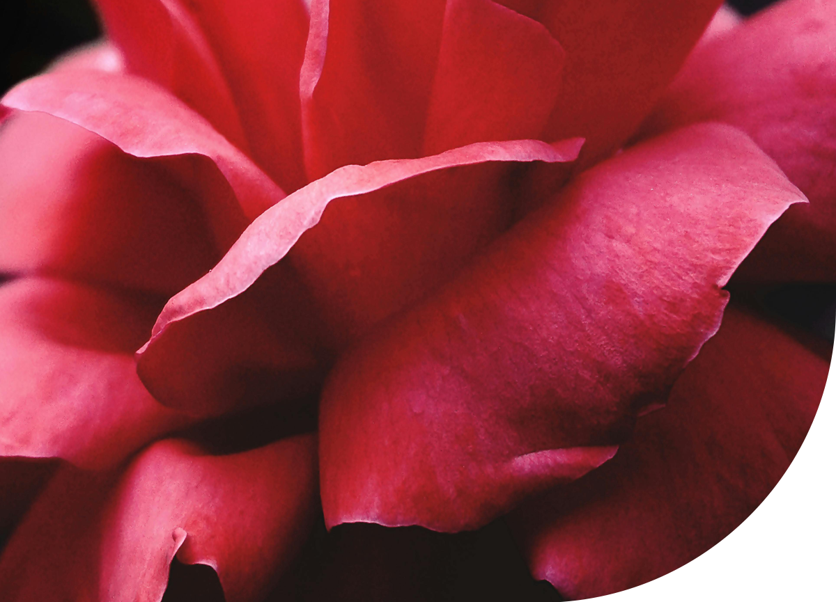 Custom Fragrance Development - SFP Sons India