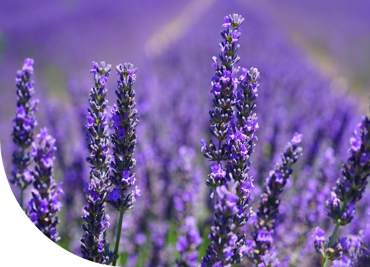 Global Perfume Exports - SFP Sons India