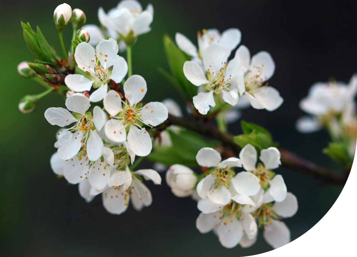 Sustainability Initiatives by SFP Sons India