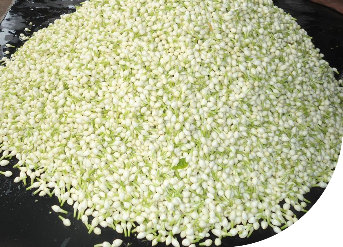 best jasmine fragrance