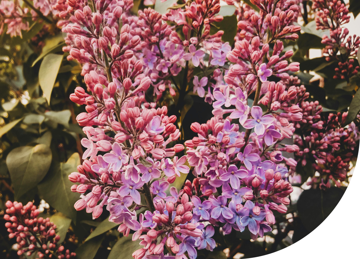 About - SFP Sons India