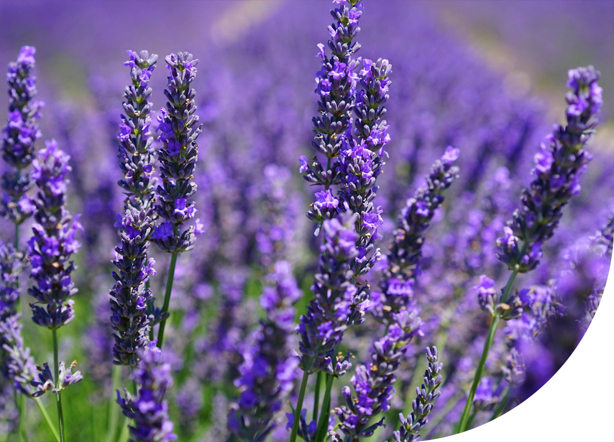 Custom Fragrance Development - SFP Sons India