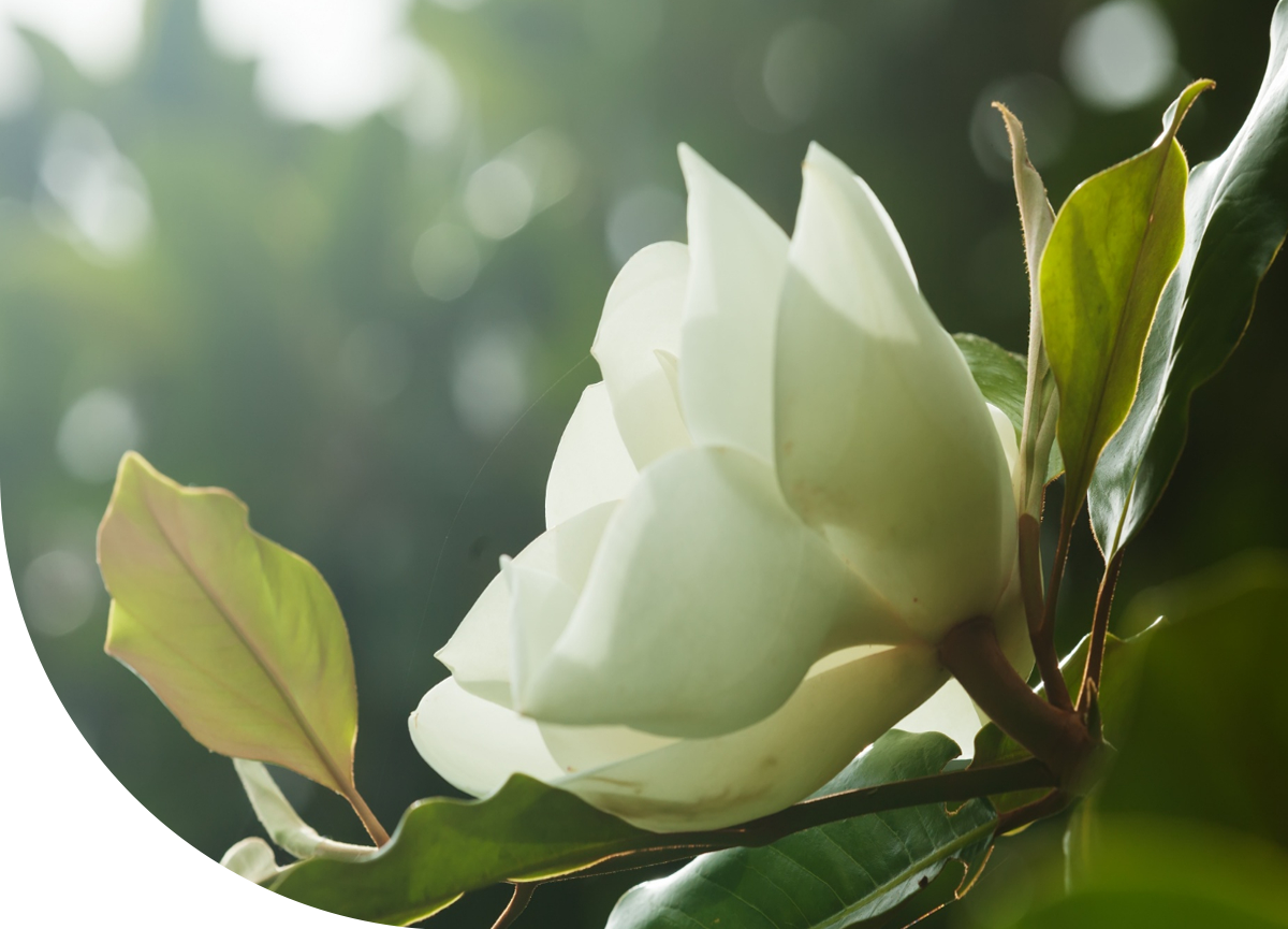 rose fragrances
