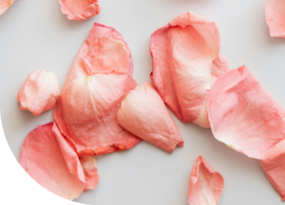 rose fragrances