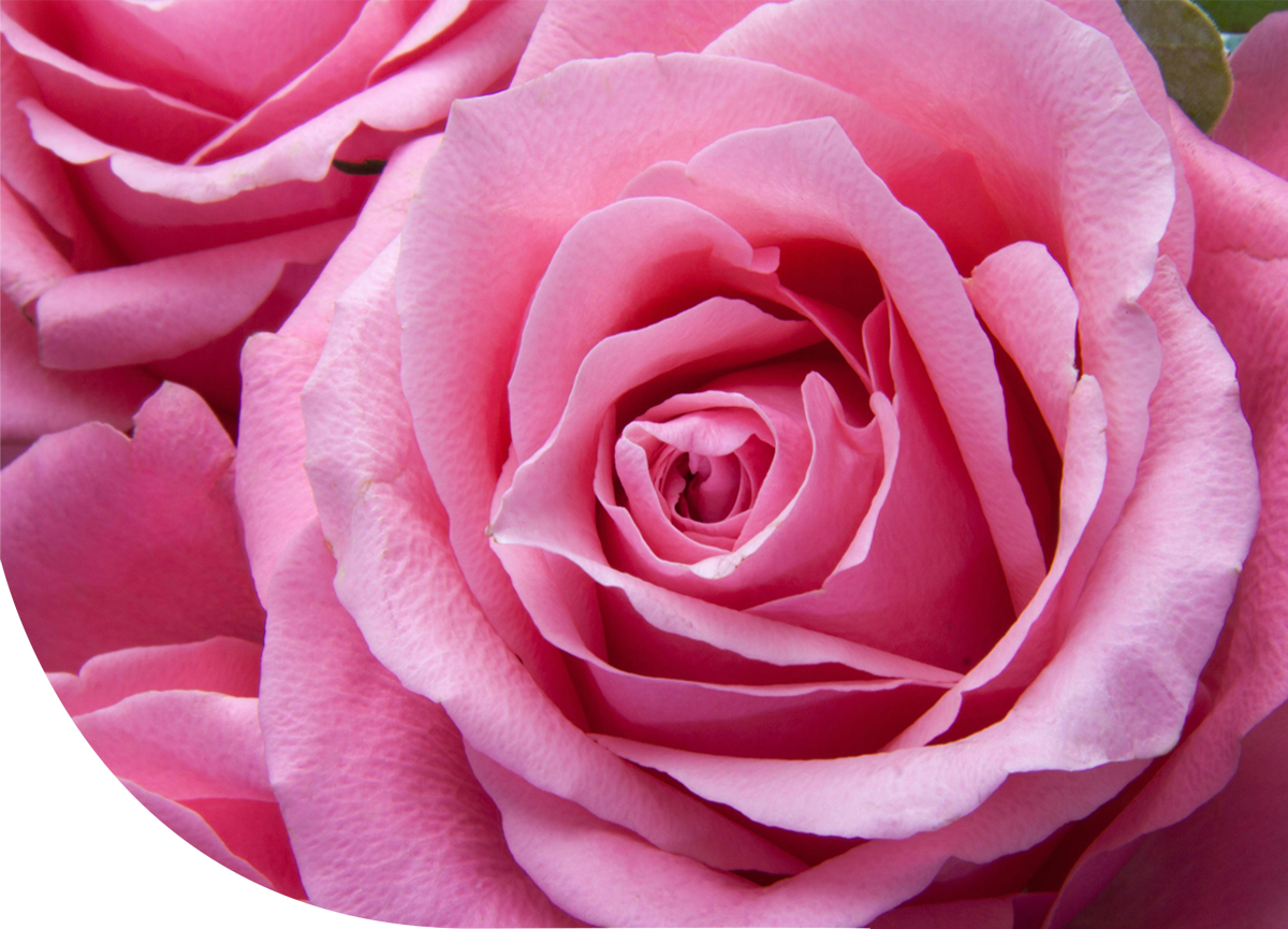 rose fragrances