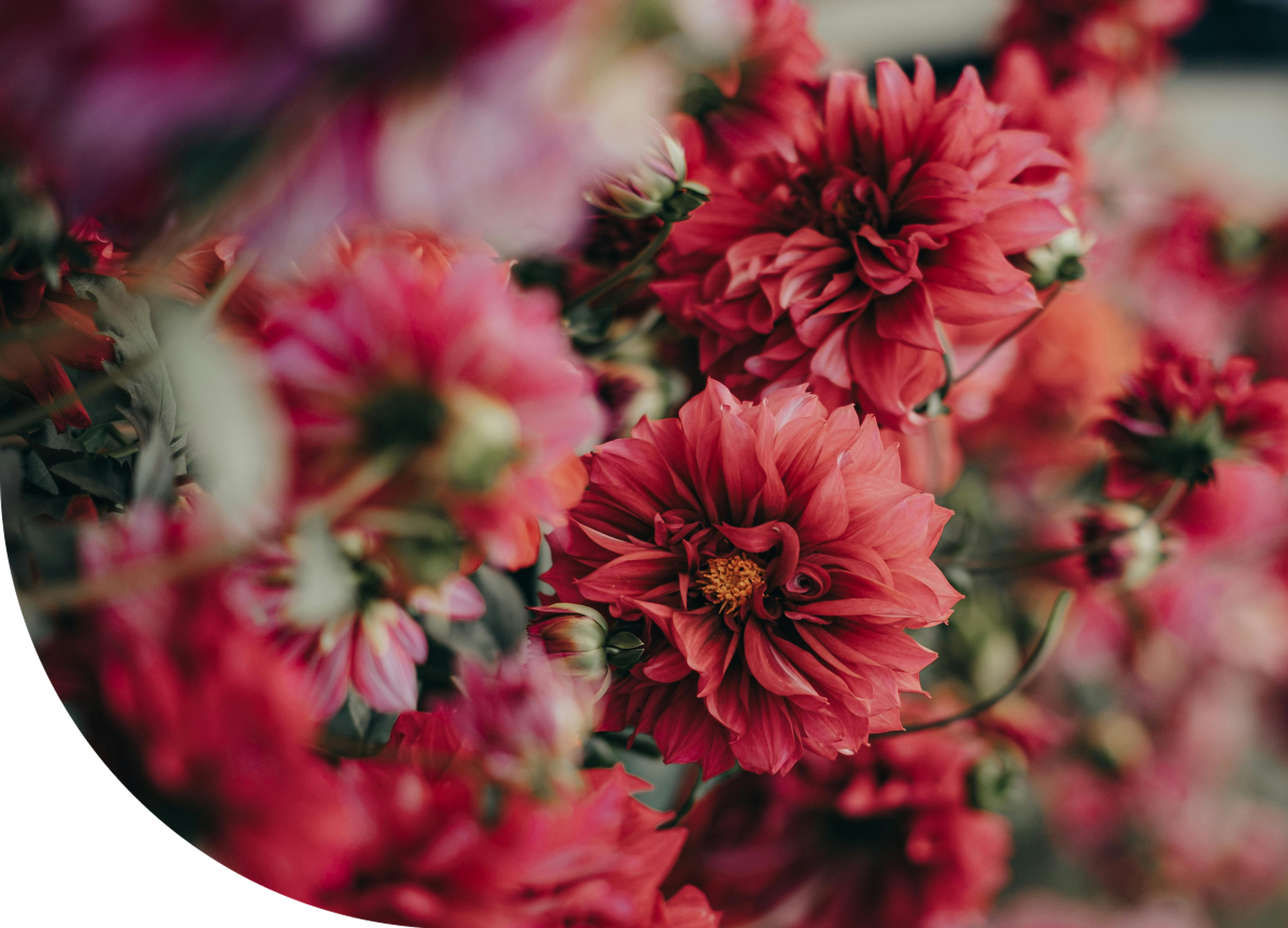 rose fragrances